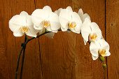 pestovanie orchideí phalaenopsis