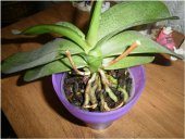 pestovanie phalaenopsis