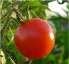 kričkove paradajky