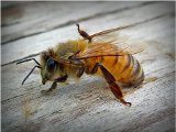 bodnutie od včely