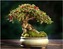 ako zazimovať bonsaj