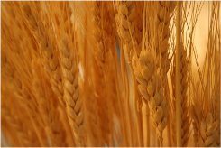 bezlepková dieta a nebezpečná pšenica