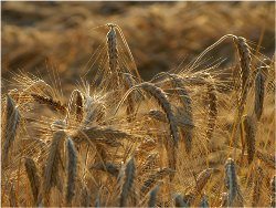 pšenica Tritictum