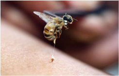 bodnutie od včely a vytiahnutie žihadla
