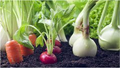 ako založiť ieálnu zeleninovú záhradu