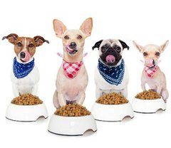 ako vybrať najlepšie krmivo pre psov