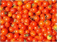 ako zvýšiť úrodu paradajok