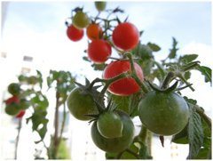 pestovanie a zvyšovanie úrody paradajok
