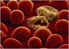 malária v krvnom obehu