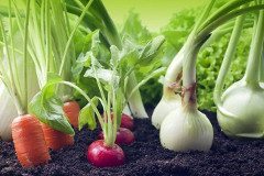 pestovanie zeleniny zo semien
