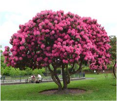 ako pestovať rododendrony stromy