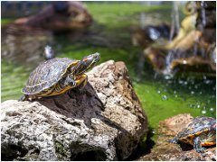 chov vodnej korytnačky