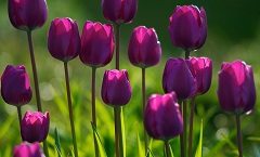 pestovať tulipány na záhrade