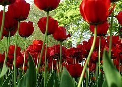 vypestujte si tulipány doma