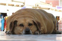 extrémne obézny pes