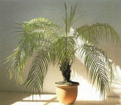 ako vypestovať palmu zo semien
