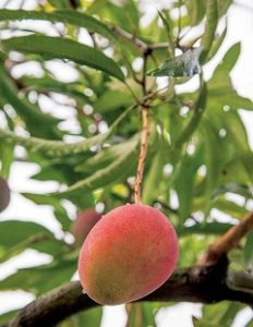 ako vypestovať mango