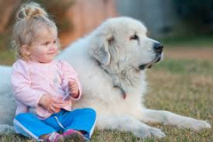detstvo so psom a návod ako vybrať zvieratko pre deti
