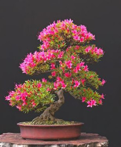 farebná bonsaj