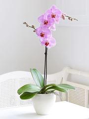 pestovanie orchidey