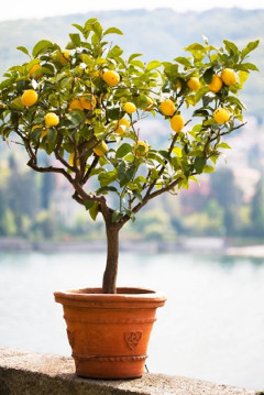 stromček citrónu