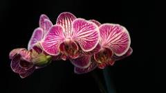 orchidey a ich domáce pestovanie
