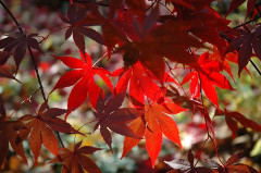 červené listy japónskeho javoru