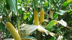 Pestovanie kukurice