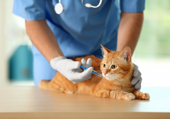 povinné očkovanie mačiatok