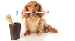 Ako odstrániť zápach zo psej tlamy