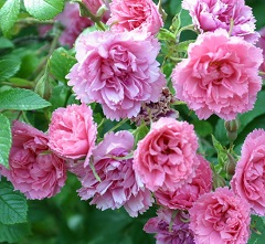 ružové lupienky