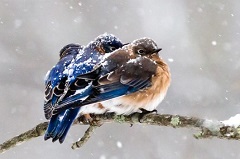 vtáci v zime