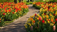 Ako vysadzať narcisy a tulipány