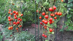 celá rastlina paradajky