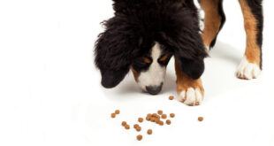 Hypoalergenné krmivo pre psov