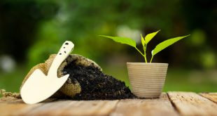 Ako vybrať efektívne hnojivá, ktoré nakopnú vašu záhradu?